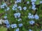 Blue flowers blossom forget-me-not myosotis