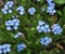 Blue flowers blossom forget-me-not myosotis