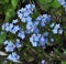 Blue flowers blossom forget-me-not myosotis