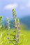 A blue flowers of blueweed Echium vulgare on the meadow background