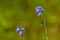 Blue flowers on a blurred green background of vegetation.