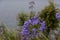 Blue flowers in a border of a garden, centre focus blur background at springtime in a park