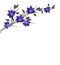 Blue flowers campanula