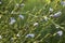 Blue flowers of chicory herbal plant beautiful background