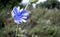 Blue flowers of chicory macro