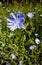 Blue flowers of chicory macro