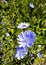 Blue flowers of chicory macro