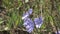 Blue flowers of chicory on a summer meadow.