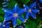 Blue flowers closeup macro image. Floral summer garden background