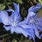 Blue flowers closeup picture and a bit daunting