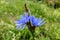 Blue flowers of common chicory close up in summer