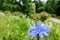 Blue flowers of common chicory close up in summer