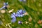 Blue flowers of cornflower grow in blurred green summer grass, tender inflorescence on long stem, direct sunlight