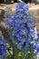 Blue flowers delphinium