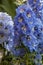 Blue flowers delphinium