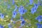 Blue flowers of delphinium