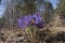 Blue flowers dream- grass in the forest