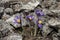 Blue flowers dream- grass on stones