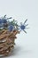 Blue flowers of the eryngium in a basket of twigs