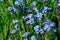 Blue flowers on field