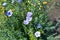 Blue flowers of field flax in the garden bed