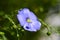 Blue flowers of field flax in the summer sun