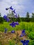 Blue flowers in the field. The Larkspur blue. Larkspur, or Delphinium, or Larkspur lat. DelphÃ­nium