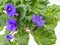 Blue flowers and foliage branches.