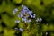 Blue flowers of the forget me not, also called Myosotis decumbens or Vergissmeinnicht