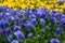 Blue flowers in the garden. Field of violet pansies. Heartsease, pansy background. Floral pattern. Flower season. Wild nature. Pur