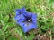 Blue flowers of Gentiana occidentalis