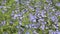 Blue flowers of Germander speedwell Veronica chamaedrys in wild