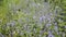 Blue flowers of Germander speedwell Veronica chamaedrys in wild