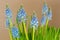 Blue flowers of Grape Hyacinth growing with blurred yellow background