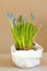Blue flowers of Grape Hyacinth growing in a pot