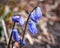 Blue flowers on a grass background. snowdrops. flowering. spring