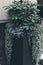 Blue flowers and grean leaves in the basket outdoors