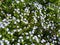 Blue flowers on green  background. Blooming Viola odorata