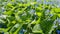 Blue flowers between green leaves in sunlight. Omphalodes verna, creeping navelwort or blue-eyed-Mary