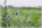 Blue flowers growing on a meadow - cornflowers. Large background blur, small depth of field.