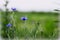 Blue flowers growing on a meadow - cornflowers. Large background blur, small depth of field.