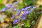 Blue flowers of Hepatica Nobilis close-up