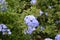 Blue flowers - Hydrangea
