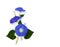 Blue flowers Ipomoea common names: bindweed, moonflower, morning glories on a white background with space for text.