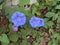 Blue flowers of Ipomoea indica