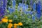 Blue flowers of larkspur and orange flowers of Golden Queen globeflower blooming in the garden