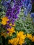 Blue flowers of larkspur and orange flowers of Golden Queen globeflower, blooming in the garden.