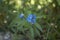 Blue flowers of Lithospermum purpurocaeruleum