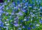 Blue flowers lobelia in focus on the flowerbed.