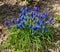 Blue flowers Muscari